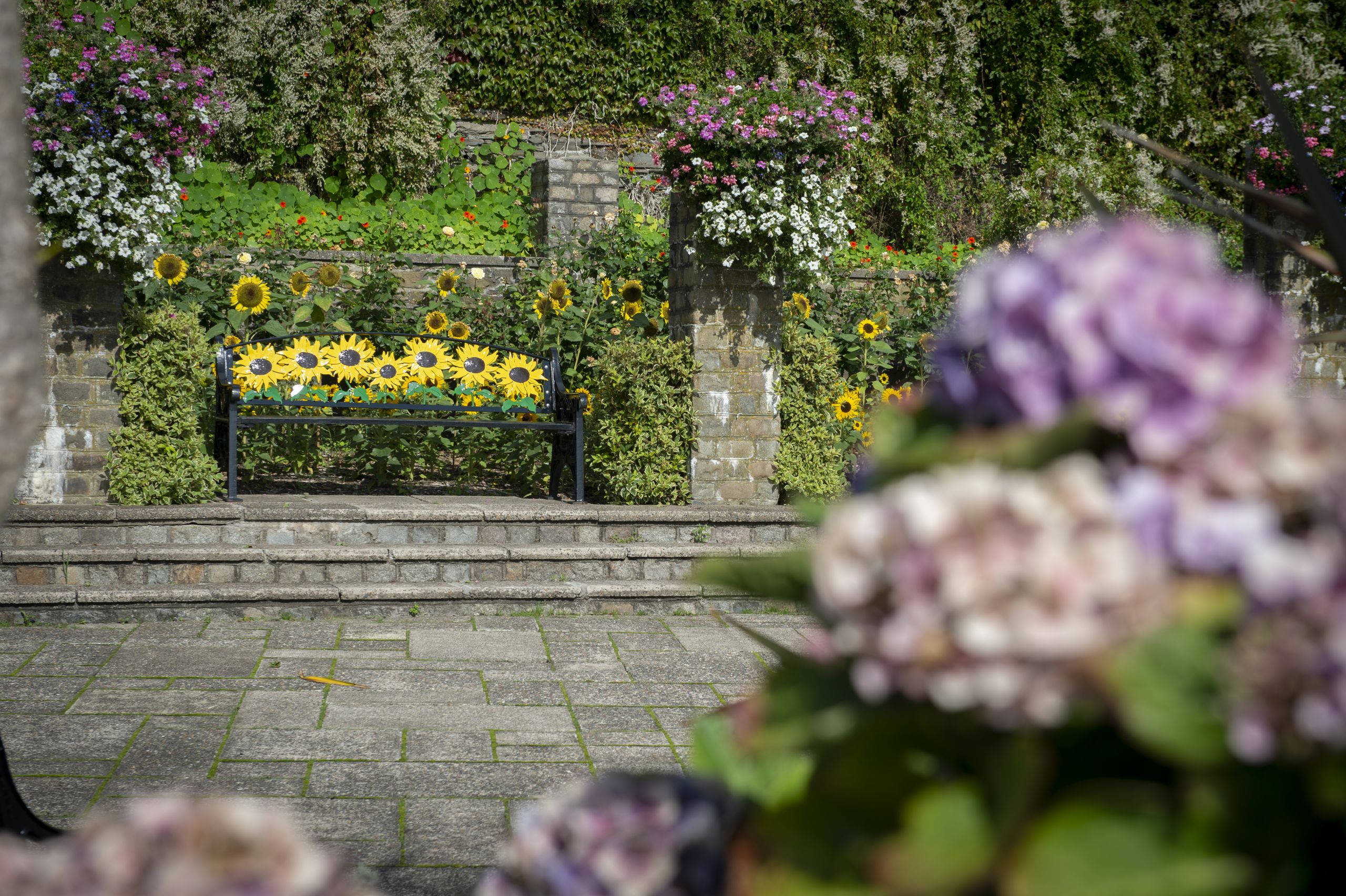 Kaye Garden with sunflower Bench.